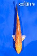 4.5" GINRIN ORENJI OGON