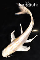 8.75" DOITSU LEMON HARIWAKE BUTTERFLY