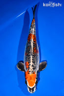 14.75" BENI KIKOKURYU