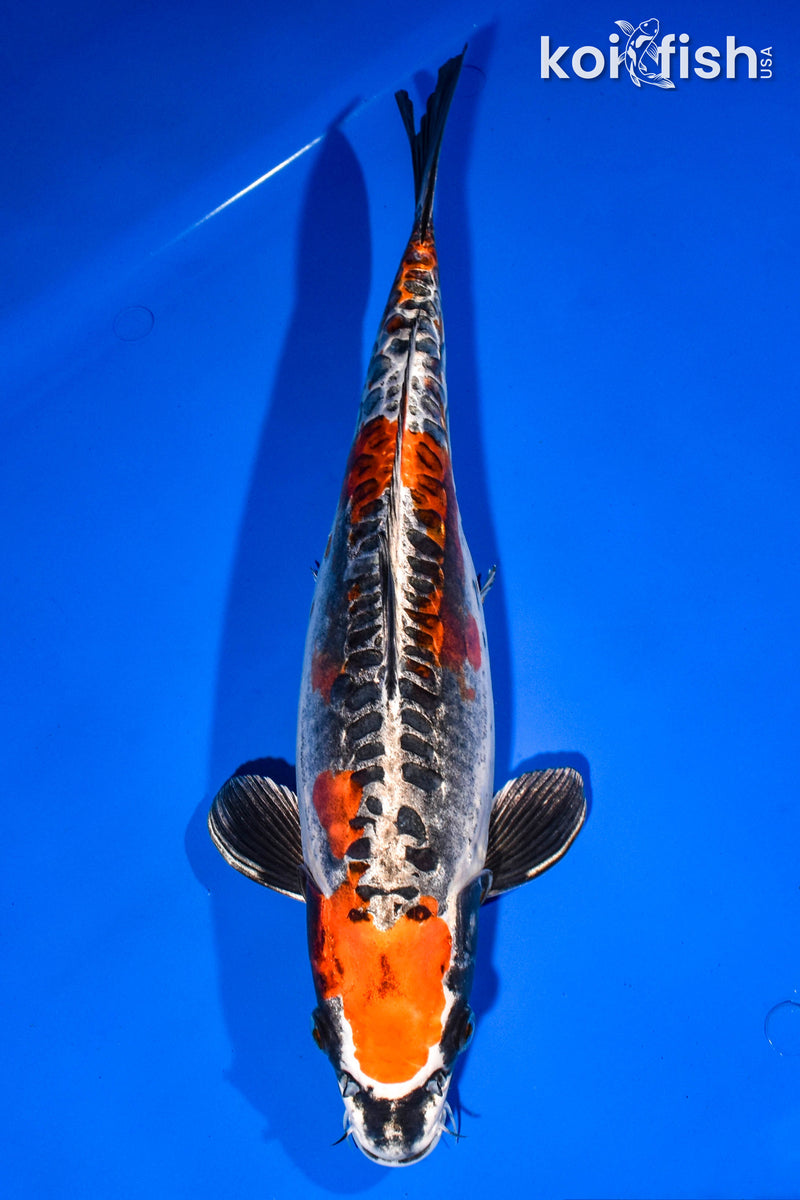 14.75" BENI KIKOKURYU