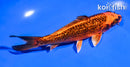 5.5" GINRIN ORENJI MATSUBA