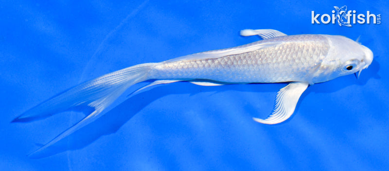 5.5" PLATINUM OGON BUTTERFLY