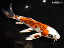9.5" KUJAKU BUTTERFLY
