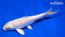 5.5" HARIWAKE