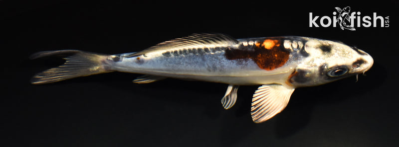 5.25" BENI KIKOKURYU