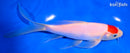7.75" TANCHO KOHAKU BUTTERFLY