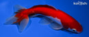 6" WAKIN GOLDFISH