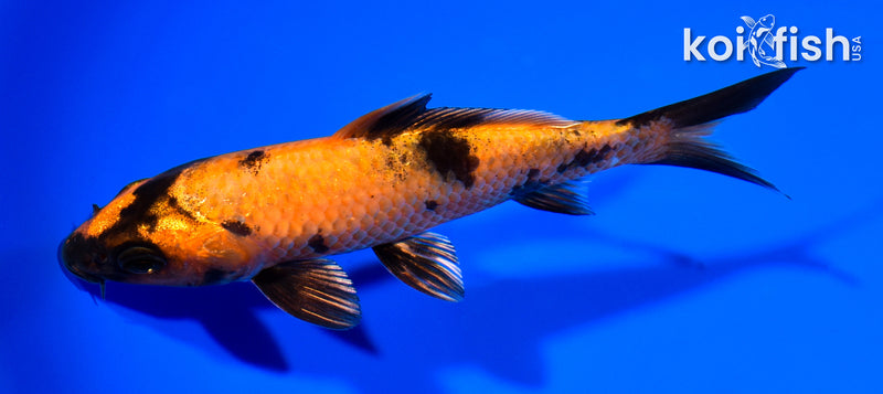 5.5" KIN HI UTSURI