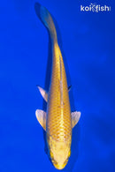 5.5" YAMABUKI OGON