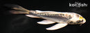 5.5" KIN KIKOKURYU BUTTERFLY
