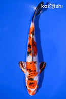 6.5" YAMATO NISHIKI