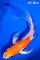 5.75" HARIWAKE BUTTERFLY