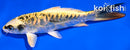 5.5" KIN KIKOKURYU