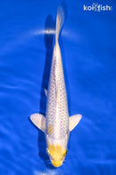 7.25" LEMON HARIWAKE