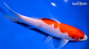 7.25" KOHAKU