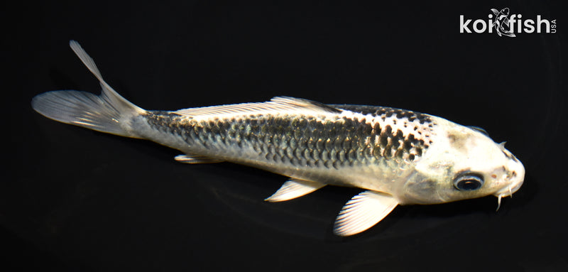 6.75" GIN MATSUBA