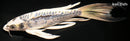 9.25" KIKOKURYU BUTTERFLY