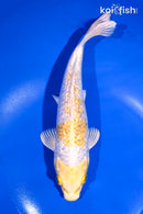 9" GINRIN LEMON HARIWAKE