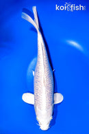 11.5" GINRIN PLATINUM OGON