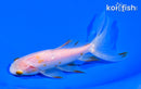 5.75" WATONAI GOLDFISH