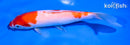 5.5" KOHAKU