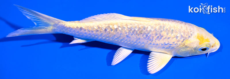 5.25" GINRIN YAMABUKI OGON