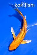 4" GINRIN ORENJI OGON BUTTERFLY