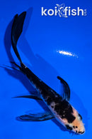 4.5" MATSUKAWABAKE BUTTERFLY