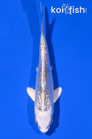 4.25" GINRIN GIN MATSUBA