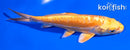 5.5" DOITSU YAMABUKI OGON