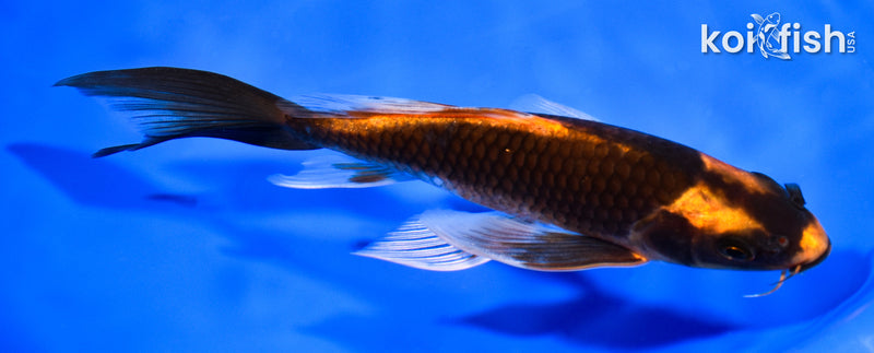 7.5" ORENJI MATSUBA BUTTERFLY
