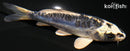 4.25" KIKOKURYU