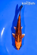 5.5" GINRIN ORENJI MATSUBA