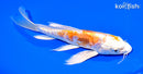 7.25" ARAGOKE KIKUSUI BUTTERFLY