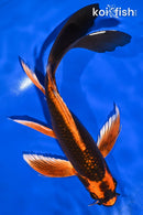 10.25" KIN ORENJI MATSUBA BUTTERFLY