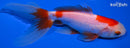 5.75" WAKIN GOLDFISH
