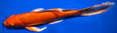 9.5" ORENJI OGON BUTTERFLY