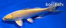5.25" YAMABUKI OGON