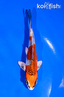 4" KUJAKU