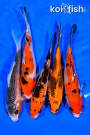 PACK OF (5) 4.5 - 4.75" STANDARD KOI