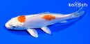6" KIKUSUI