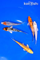 PACK OF (5) 4-4.25" STANDARD KOI