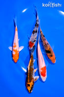 PACK OF (5) 4-5" STANDARD KOI