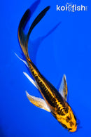 5.5" KIN KIKOKURYU BUTTERFLY