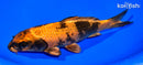 7.5" KIN HI UTSURI