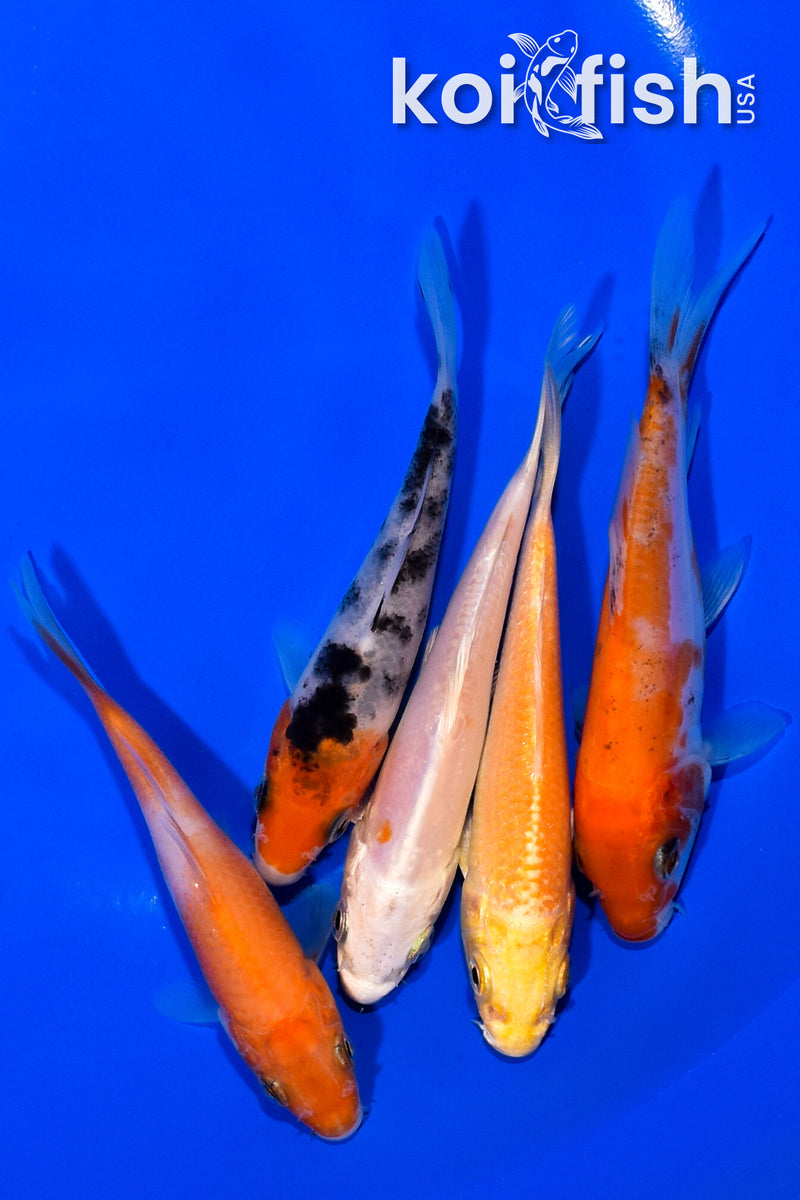 PACK OF (5) 3.75-4" STANDARD KOI