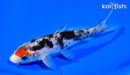 5.75" BENI MATSUKAWABAKE