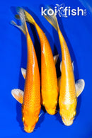 PACK OF (3) 6"- 6.25" YAMABUKI OGON