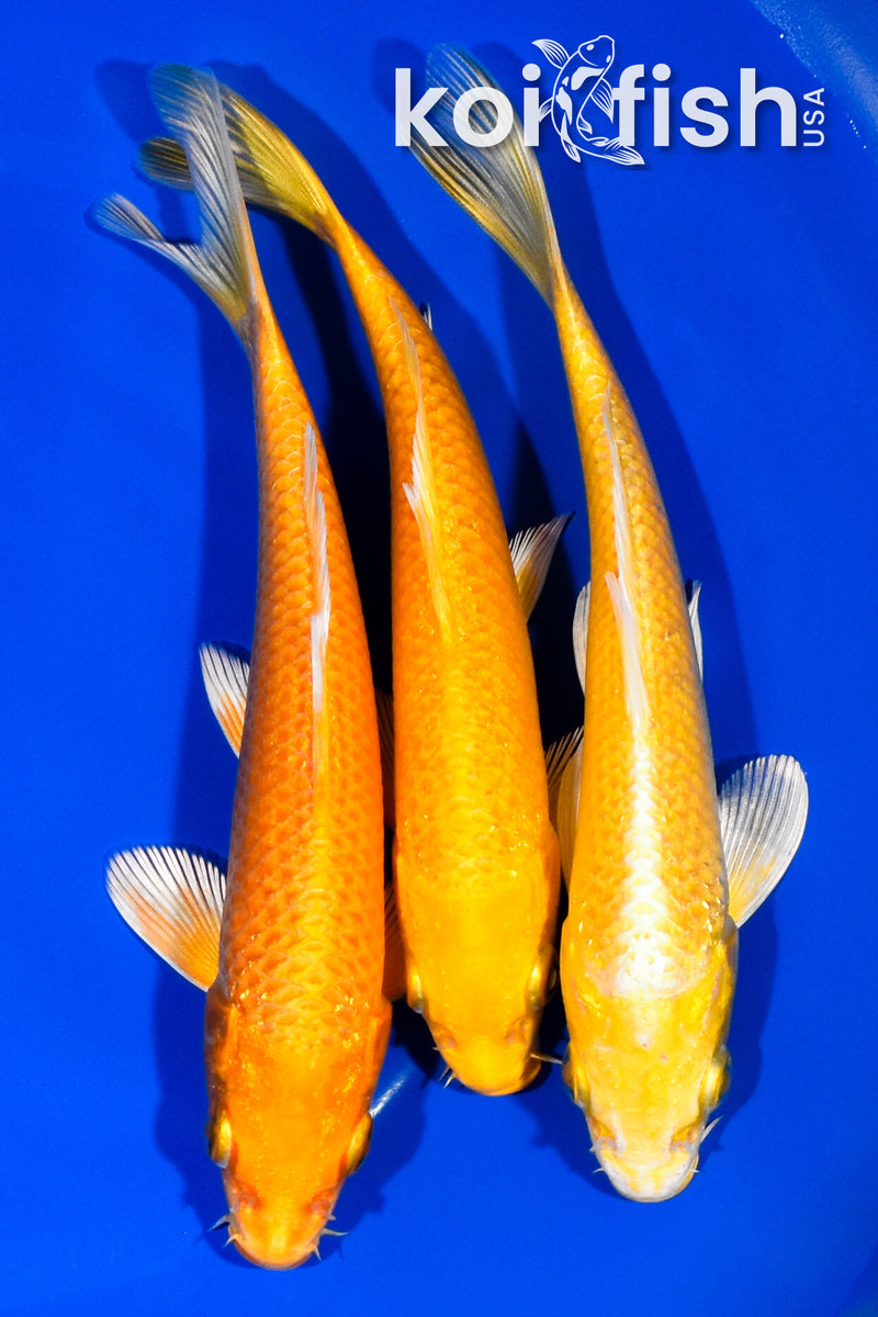 PACK OF (3) 6"- 6.25" YAMABUKI OGON