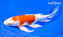 8" HARIWAKE BUTTERFLY